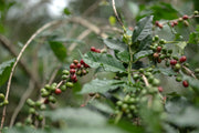 Green and ripe red coffee cherries on a few branches among other out of focus trees.